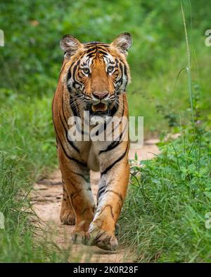 Una splendida tigre bengala. Karnataka, India: QUESTE INCREDIBILI foto mostrano una tigre che rimbalzano dentro e fuori dall'acqua, giocando e raffreddando giù, mentre il Foto Stock