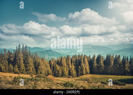 Impressionante foresta alpina altopiano in sole giornate autunnali. Alberi di pino contro la catena montuosa e il cielo blu luminoso. Bellissimo paesaggio naturale. Sfondo naturale. Tonalità vintage retro. Carpazi montagne Foto Stock