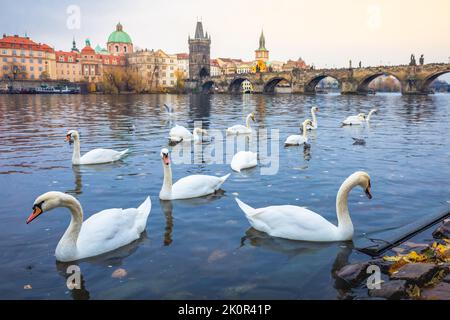 Cigni che galleggiano sul fiume Moldava e sul Ponte Carlo medievale di Praga all'alba, in ceco Foto Stock