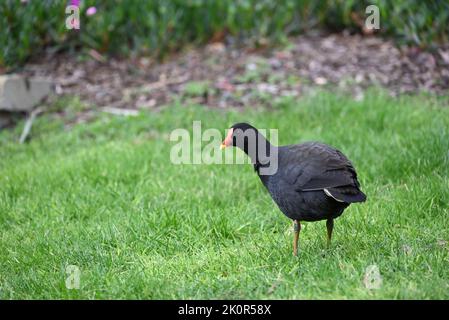 Brughiera (gallinula tenebrosa) in piedi in una zona erbosa, vicino ad un letto da giardino, con la testa rivolta a sinistra Foto Stock