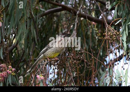 Wattlebird rosso arroccato su un ramo in un albero gengivale fiorito, circondato da fiori, noci, foglie Foto Stock