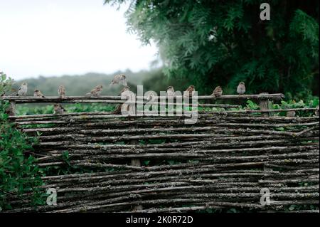 Un gregge di arcieri eurasiatici arroccato su una recinzione di legno Foto Stock