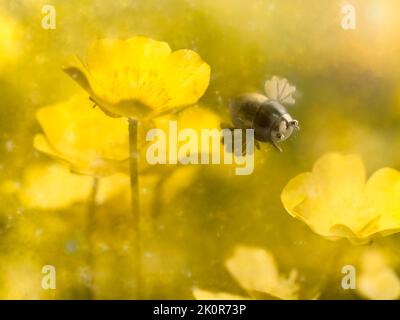 Immagine fantasy di un'ape d'argento fatta a mano in un macro mondo di fiori. Foto Stock