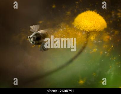 Immagine fantasy di un'ape d'argento fatta a mano in un macro mondo di fiori. Foto Stock