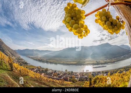 Vigneti colorati nella valle di Wachau contro il villaggio di Spitz con il fiume Danubio in Austria, UNESCO Foto Stock