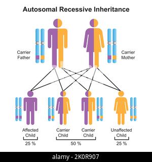 Progettazione scientifica dell'eredità autosomica recessiva. Simboli colorati. Illustrazione vettoriale. Illustrazione Vettoriale