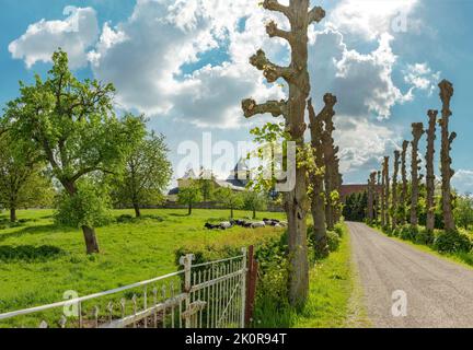 La chiesa di Johannes de doper, Schin op Geul, Limburgo, Paesi Bassi, paesaggio, campo, prato, alberi, primavera, mucche, Bovini, Didascalia locale *** NE Foto Stock