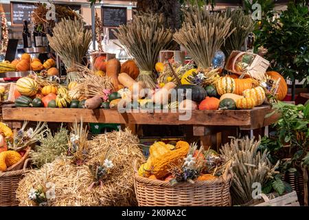 Decorazioni autunnali di ringraziamento. Assortimento colorato di diversi tipi di zucche, zucche e zucche su scaffali di legno e balle di paglia in un'arva Foto Stock