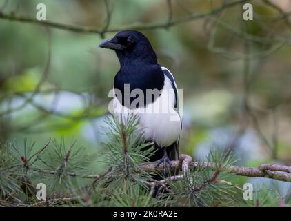 Una bella Magpie, (Pica pica), arroccata su un ramo di Pino Foto Stock