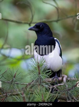 Una bella Magpie, (Pica pica), arroccata su un ramo di Pino Foto Stock