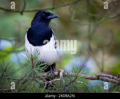 Una bella Magpie, (Pica pica), arroccata su un ramo di Pino Foto Stock