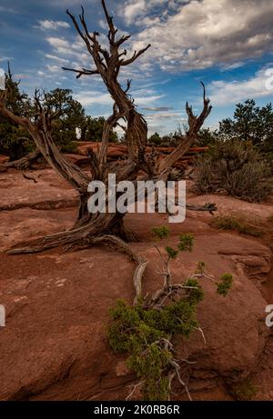 Un ginepro dello utah sembra aver raggiunto un'ultima presa nella vita. Il ramo verde probabilmente si radica da solo e inizia una nuova crescita mentre il Tru originale Foto Stock