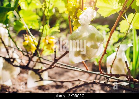 Mazzo di verde delizia uva in borsa protettiva appeso nel giardino d'autunno. Frutta di risparmio da insetti e pesti. Stagione del raccolto Foto Stock