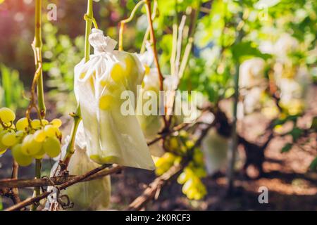 Mazzo di verde delizia uva in sacchetto protettivo appeso alla vite nel giardino autunnale. Frutta di risparmio da insetti ed uccelli, pesti. Stagione del raccolto Foto Stock