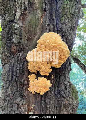 Laetiporus sulfureus su un tronco d'albero. Fungo giallo della staffa, anche conosciuto come granchio-dei-legno, polypore dello zolfo, mensola dello zolfo, o pollo-del-legno Foto Stock