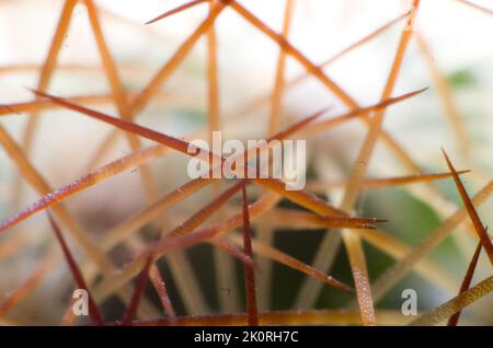 Scatto macro di spine di cactus. Closeup estremo che mostra spine traslucide. Foto Stock