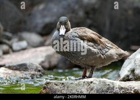 Un'anatra blu (Hymenolaimus malacorhynchos) su una roccia vicino all'acqua Foto Stock