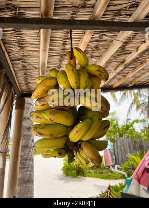 Un mazzo di Banana appeso al soffitto su un'isola turistica nelle Maldive. Foto Stock
