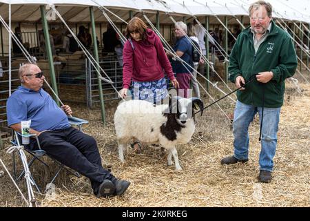 Due corno pedigree Jacob montone di pecora. Pecora di piebald bruna e bianca rara, concorso, Dorset County Show 2022, Dorset, Regno Unito Foto Stock