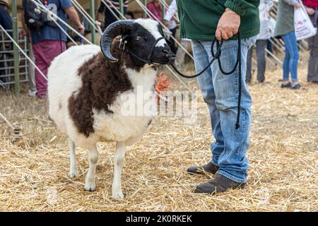 Due corno pedigree Jacob montone di pecora. Pecora di piebald bruna e bianca rara, concorso, Dorset County Show 2022, Dorset, Regno Unito Foto Stock