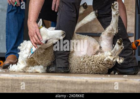 Concorso di taglio meccanico (manipolo) delle pecore, Dorset County Show 2022, Dorset, Regno Unito Foto Stock