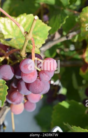 Mature uve blu Foto Stock