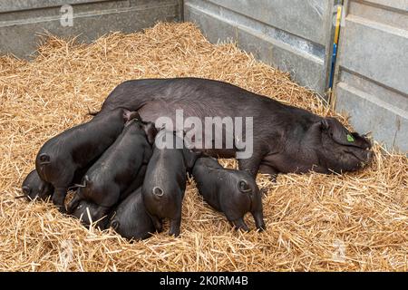 Large Black Pig Sow Suckling, Dorset County Show 2022, Dorset, Regno Unito Foto Stock