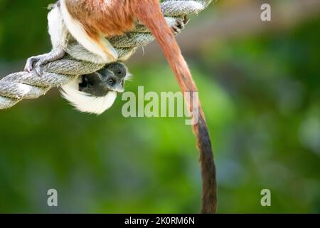 Un tamarin cotone (Saguinus oedipus) su una corda in uno zoo Foto Stock