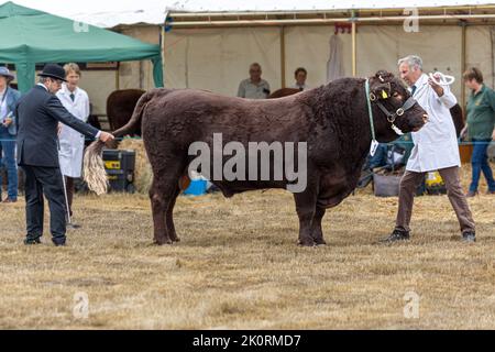 South Devon bull, concorso, Dorset County Show 2022, Dorset, Regno Unito Foto Stock
