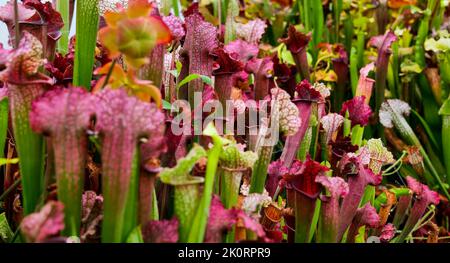 Piante carnivore da vicino. Foto Stock