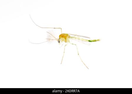 Midge non-Biting (Chironomus sp.) isolato su sfondo bianco. Foto Stock