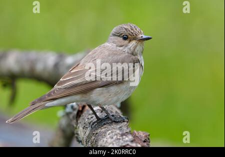 Carino spotted Flycatcher (Muscicapa striata) arroccato su vecchio ramo di lichene vista laterale con pulito backgroung Foto Stock
