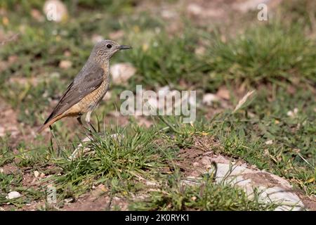 Il mughetto di roccia comune (Monticola saxatilis) Foto Stock