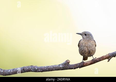 Il mughetto di roccia comune (Monticola saxatilis) Foto Stock