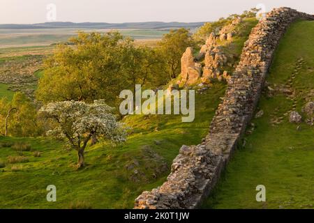 Un albero di biancospino fiorito e il Muro di Adriano in una calda luce serale a Walltown, Northumberland Foto Stock