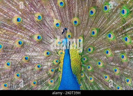Bel pavone indiano che mostra la sua coda Foto Stock