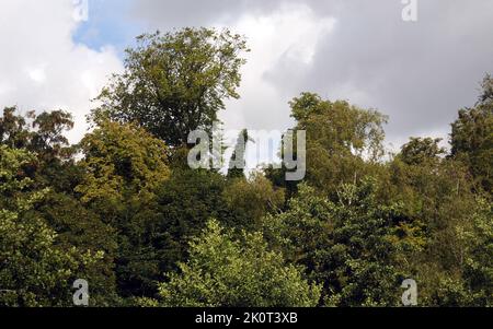 I visitatori di un parco di uccelli selvatici sono rimasti sconvolti dalla scoperta di una giraffa che incombe su di loro - fino a quando un esame più attento rivela un albero di tasso rivestito di edera con una strana somiglianza con l'animale gigante. L'albero, a lungo morto, fa parte del paesaggio al Wildfowl e Wetlands Trust a Arundel, Sussex occidentale e ha avuto bird-watchers raggiungere per i loro binocoli in incredulità alla forma strana. Finisce pic mike Walker, Mike Walker Pictures, 2014 Foto Stock