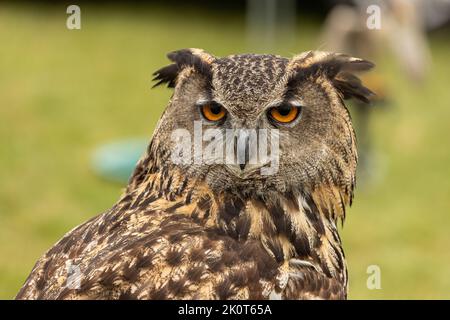 Primo piano di un captive Eurasian Eagle Owl in uno spettacolo Foto Stock