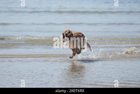 Golden cocker spaniel cane che scorre attraverso l'acqua di mare con la bassa marea