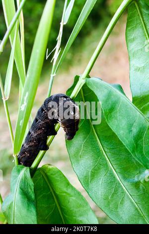 Larva di falco elefante (Deilehila elpenor) su ramo verde Foto Stock