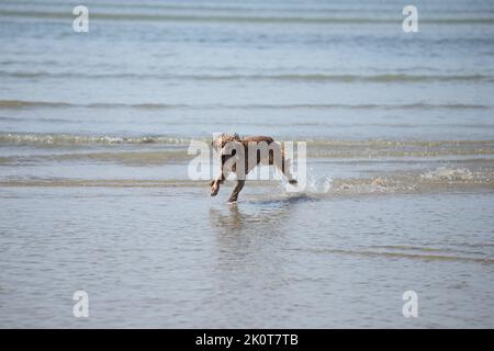 Golden Cocker Spaniel correre lungo la spiaggia a bassa marea guardando felice Foto Stock