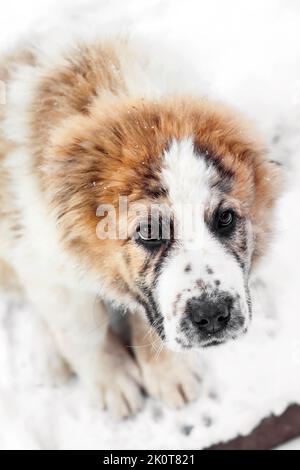 Ritratto di tre mesi di cucciolo di Pastore dell'Asia Centrale (Alabai) Foto Stock