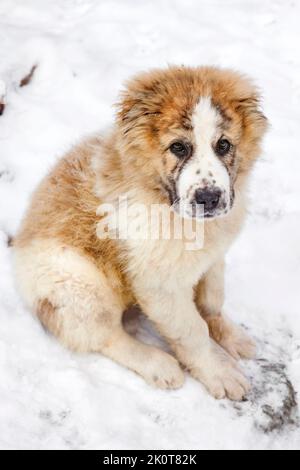 Ritratto di tre mesi di cucciolo di Pastore dell'Asia Centrale (Alabai) Foto Stock