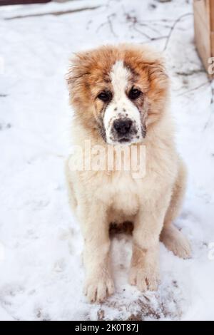 Ritratto di tre mesi di cucciolo di Pastore dell'Asia Centrale (Alabai) Foto Stock