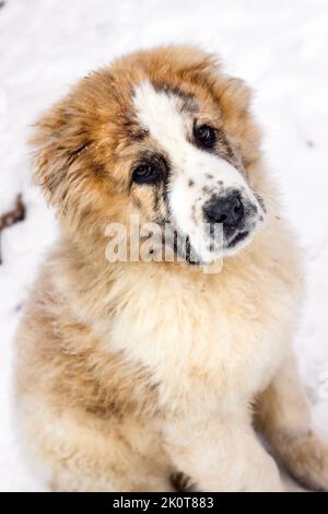 Ritratto di tre mesi cucciolo di Pastore dell'Asia Centrale (alabai) Foto Stock