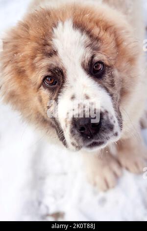 Ritratto di tre mesi cucciolo di Pastore dell'Asia Centrale Foto Stock