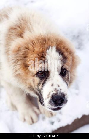 Ritratto di tre mesi cucciolo di Pastore dell'Asia Centrale Foto Stock