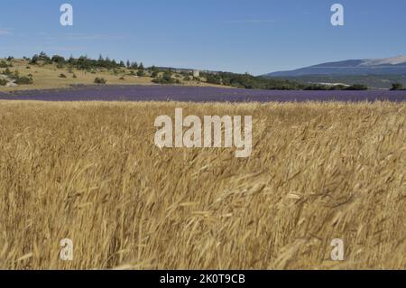 Lavanda (Lavandula sp) e farro - grano di Dinkel - grano sbucciato (Triticum spelta) campo di fiori pronto per essere raccolto - Provenza - Francia Foto Stock