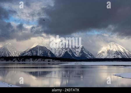 Un'aquila calva che vola sopra il lago Jackson all'inizio della stagione invernale mentre una tempesta invernale si apre dalle montagne Teton. Parco Nazionale di Grand Teton, Wyomin Foto Stock