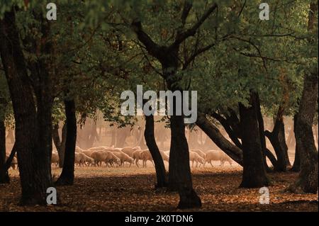 Pecore su strada a Greci, Romania in autunno siccità e foresta Foto Stock